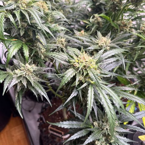 Apple Fritter Automatic growlog timeline photo
