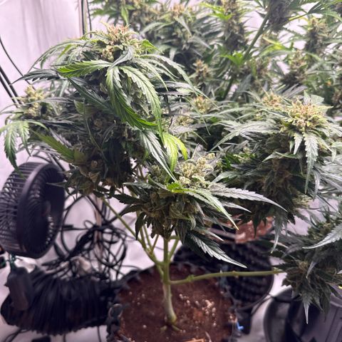 Apple Fritter Automatic growlog timeline photo
