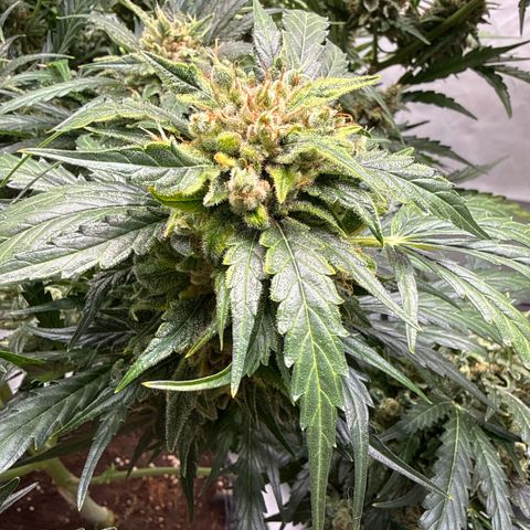 Apple Fritter Automatic growlog timeline photo