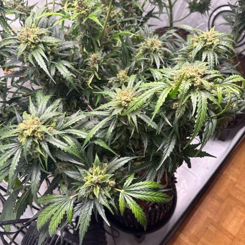 Apple Fritter Automatic growlog timeline photo