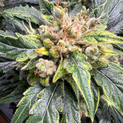 Apple Fritter Automatic growlog timeline photo