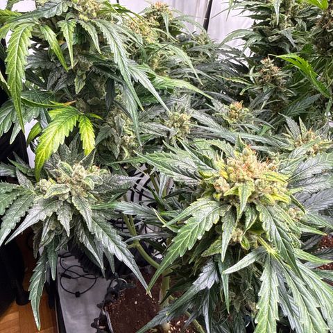 Apple Fritter Automatic growlog timeline photo