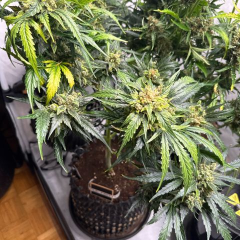 Apple Fritter Automatic growlog timeline photo