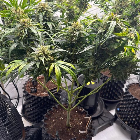 Apple Fritter Automatic growlog timeline photo