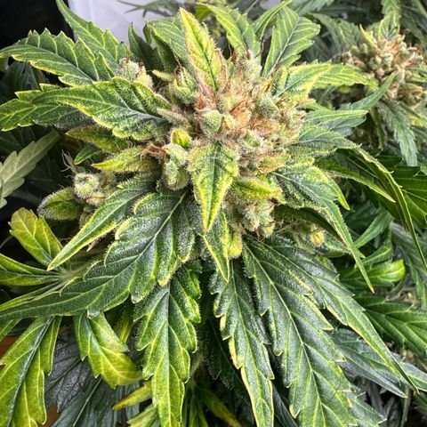 Apple Fritter Automatic growlog timeline photo