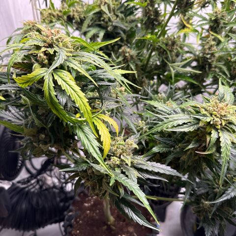 Apple Fritter Automatic growlog timeline photo