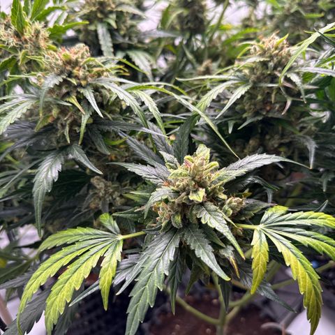 Apple Fritter Automatic growlog timeline photo