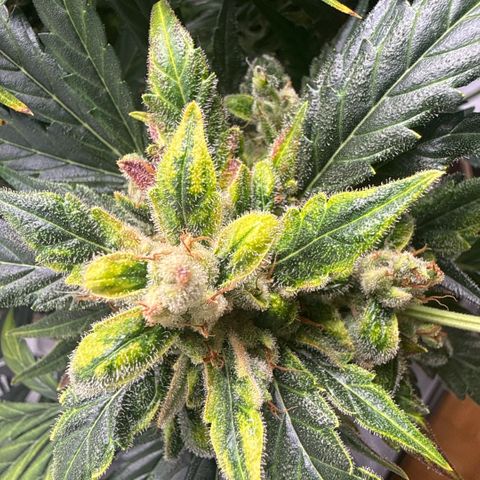Apple Fritter Automatic growlog timeline photo