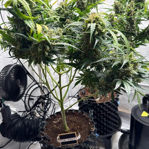 Apple Fritter Automatic growlog timeline photo
