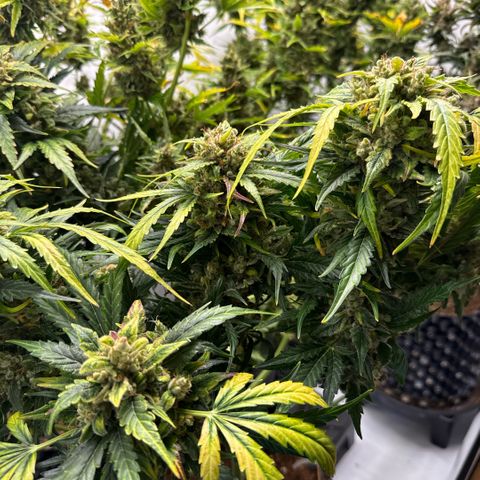 Apple Fritter Automatic growlog timeline photo