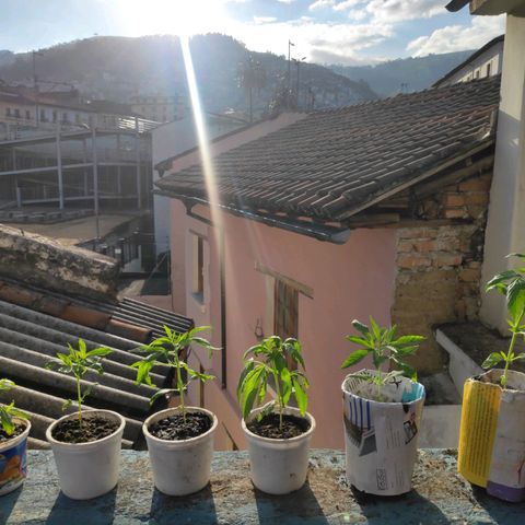 Genética desconocida growlog timeline photo