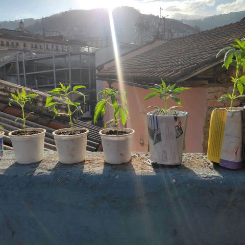 Genética desconocida growlog timeline photo