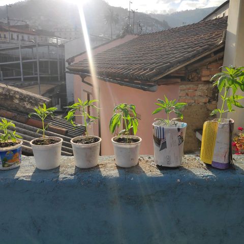 Genética desconocida growlog timeline photo