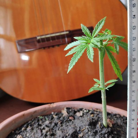 Genética desconocida growlog photo: Poda apical