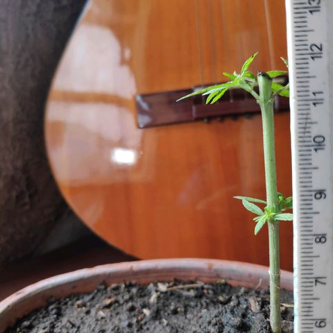 Genética desconocida growlog photo: Poda apical