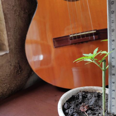 Genética desconocida growlog photo: Poda apical