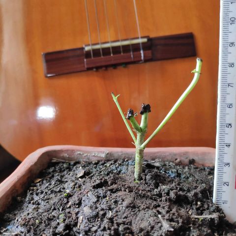 Genética desconocida growlog photo: Poda apical