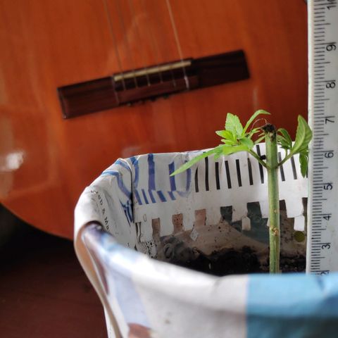 Genética desconocida growlog photo: Poda apical
