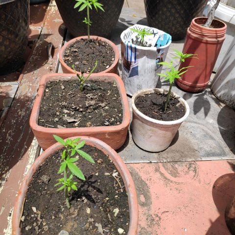 Genética desconocida growlog timeline photo