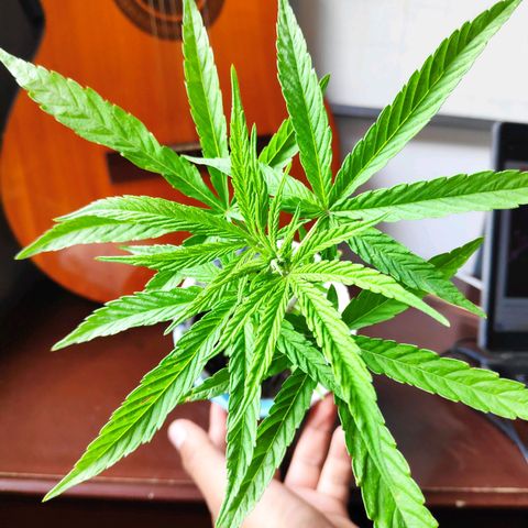 Genética desconocida growlog timeline photo