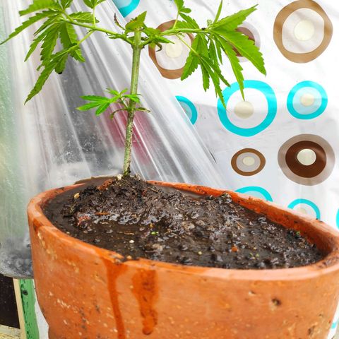 Genética desconocida growlog photo: 1er abono 