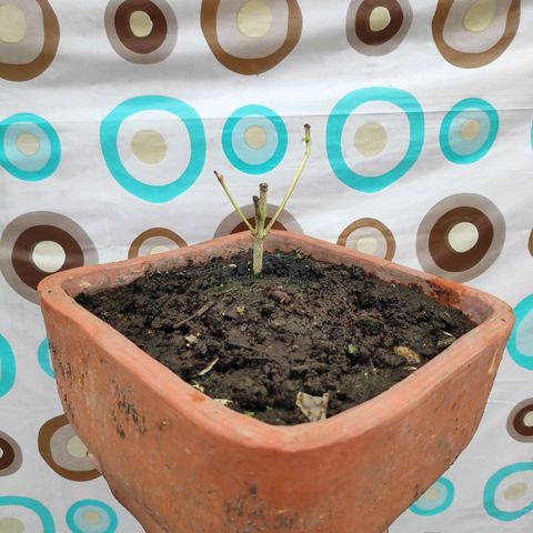 Genética desconocida growlog photo: 1er abono 