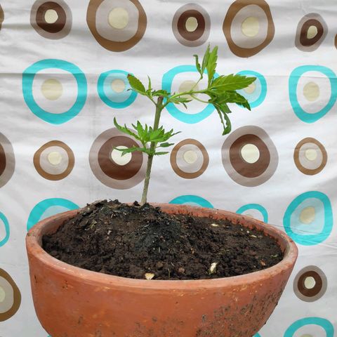 Genética desconocida growlog photo: 1er abono 