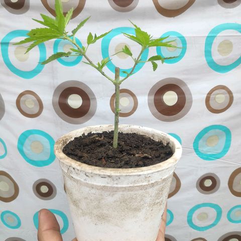 Genética desconocida growlog photo: 1er abono 