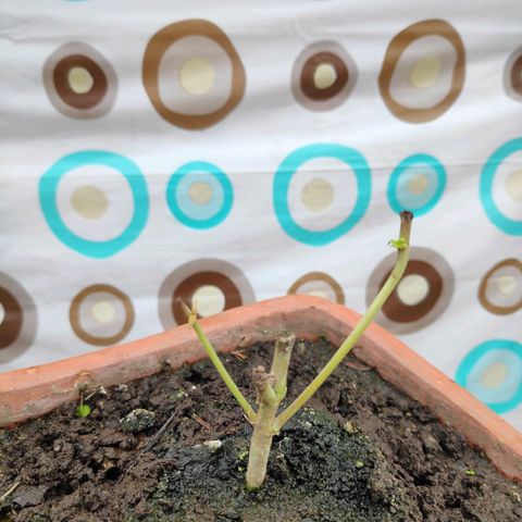Genética desconocida growlog photo: 1er abono 