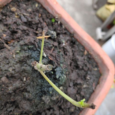 Genética desconocida growlog photo: 1er abono 