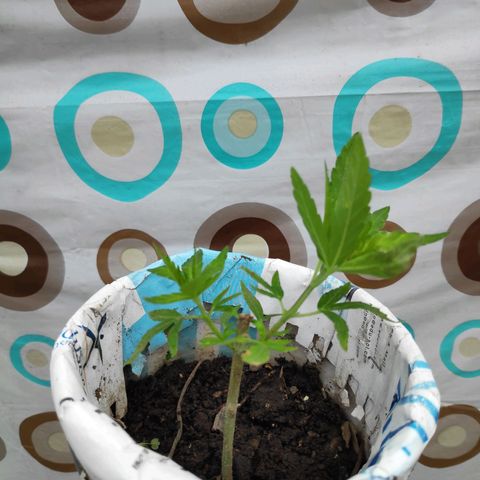 Genética desconocida growlog photo: 1er abono 
