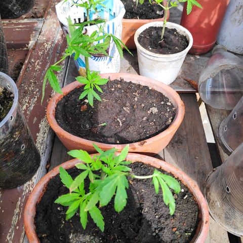 Genética desconocida growlog photo: 2da poda. 4 plantas, una no sobrevivió