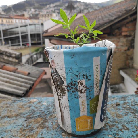 Genética desconocida growlog photo: 2da poda. 4 plantas, una no sobrevivió
