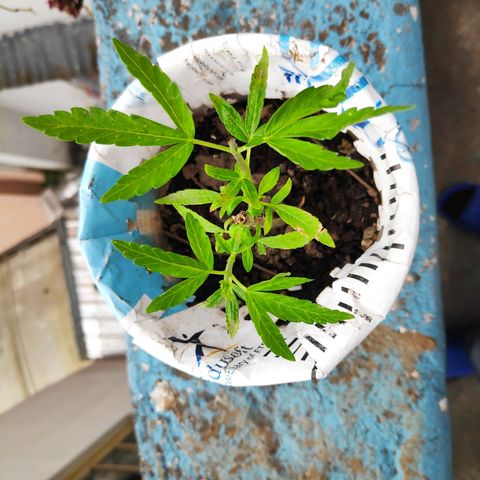 Genética desconocida growlog photo: 2da poda. 4 plantas, una no sobrevivió
