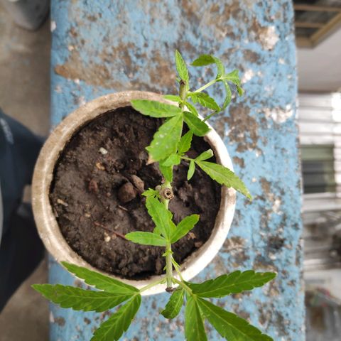 Genética desconocida growlog photo: 2da poda. 4 plantas, una no sobrevivió