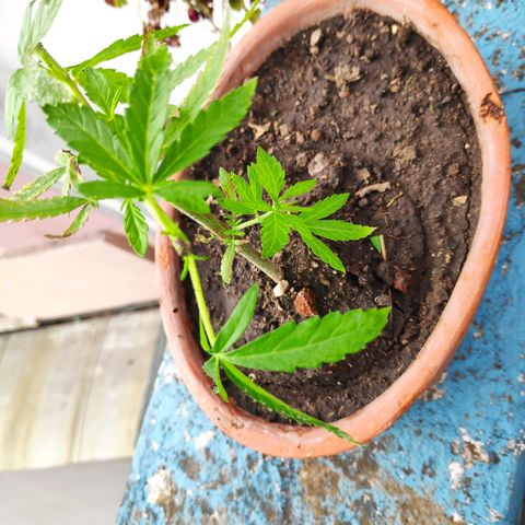 Genética desconocida growlog photo: 2da poda. 4 plantas, una no sobrevivió