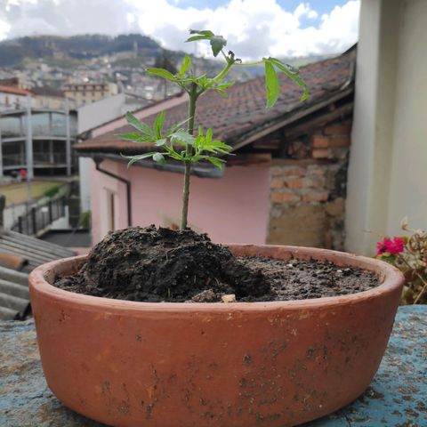 Genética desconocida growlog photo: 2da poda. 4 plantas, una no sobrevivió