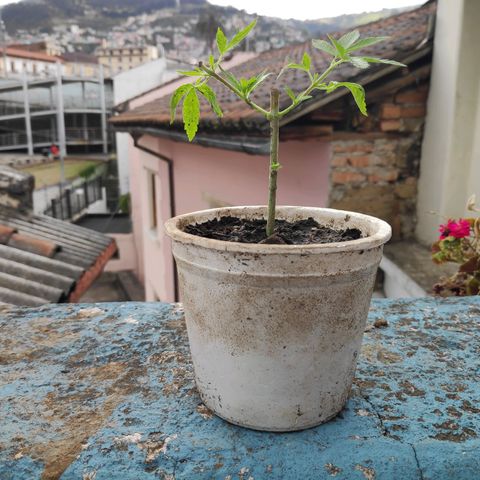 Genética desconocida growlog photo: 2da poda. 4 plantas, una no sobrevivió