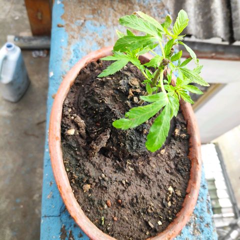 Genética desconocida growlog photo: 2da poda. 4 plantas, una no sobrevivió