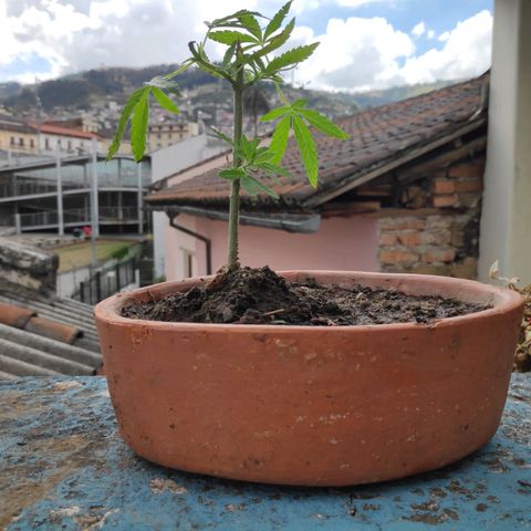 Genética desconocida growlog photo: 2da poda. 4 plantas, una no sobrevivió