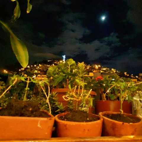 Genética desconocida growlog photo: 1er amarré