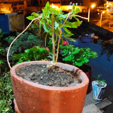 Genética desconocida growlog photo: 1er amarré
