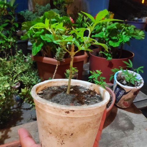 Genética desconocida growlog photo: 1er amarré