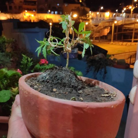 Genética desconocida growlog photo: 1er amarré