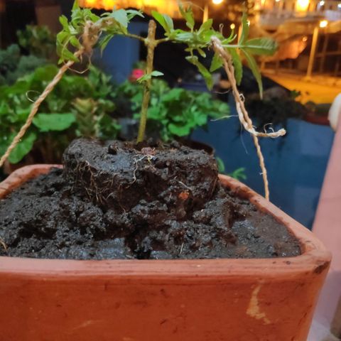 Genética desconocida growlog photo: 1er amarré