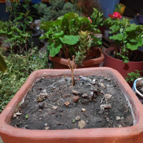 Genética desconocida growlog photo: 1er amarré