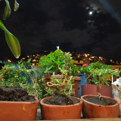 Genética desconocida growlog photo: 1er amarré