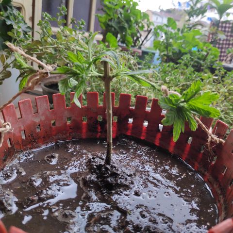 Genética desconocida growlog photo: Transplante y poda fim