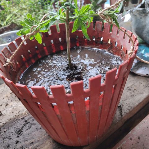 Genética desconocida growlog photo: Transplante y poda fim