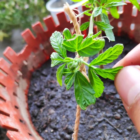 Genética desconocida growlog photo: Transplante y poda fim